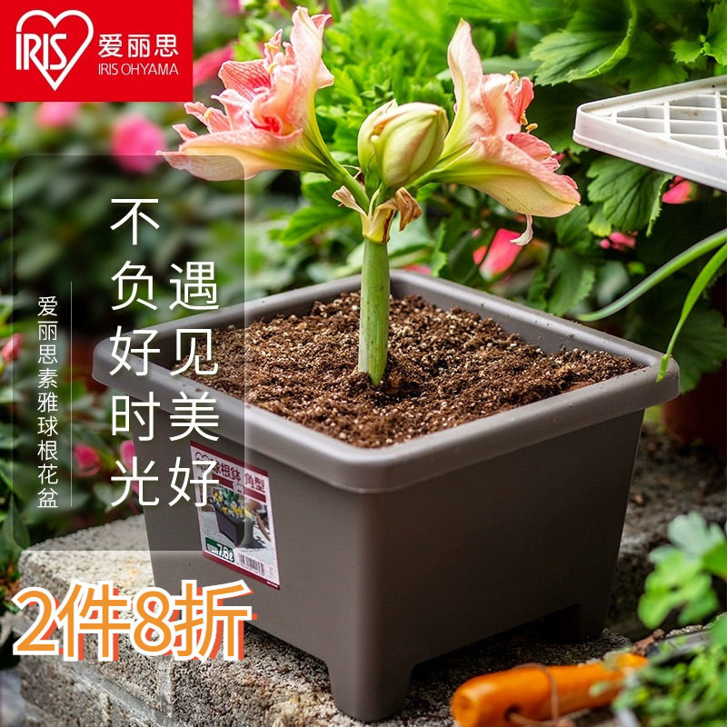 爱丽思方形花盆朱顶红盆花卉盆栽阳台种菜方盆爱丽丝花盆