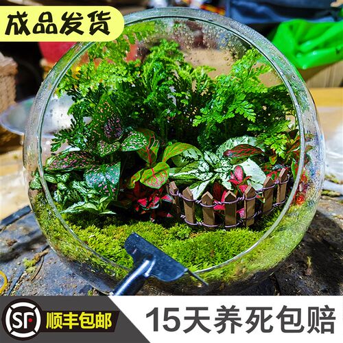 *微景观生态瓶成品缸盆景玻璃苔藓植物造景材室内