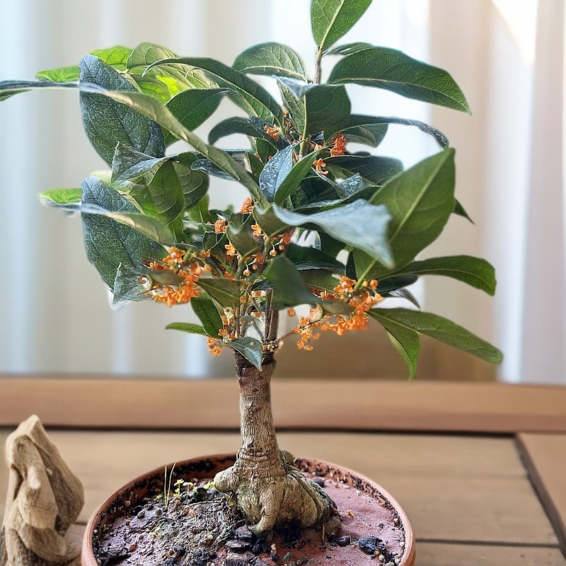 四季丹桂花盆景盆栽红天香绿植花卉四季开花阳台室内日香桂花月桂