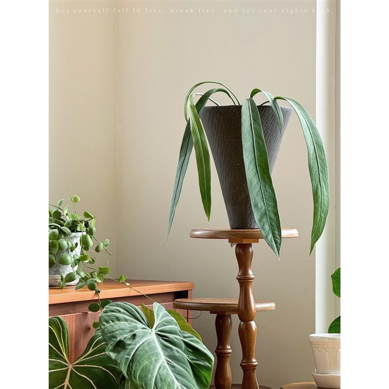 植物私生活 维塔领带飘带花烛室内垂吊气质小众网红热植