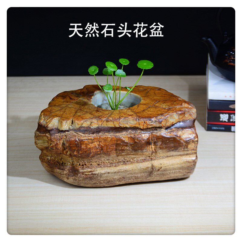 H天然石头大湾石金钱草绿萝三七植物盆栽花盆花器插花瓶