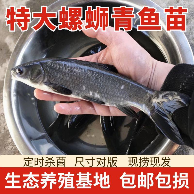 特大螺蛳青鱼苗淡水养殖食用观赏正宗黑皖青鱼苗鲫鱼草鱼花鲢丁桂
