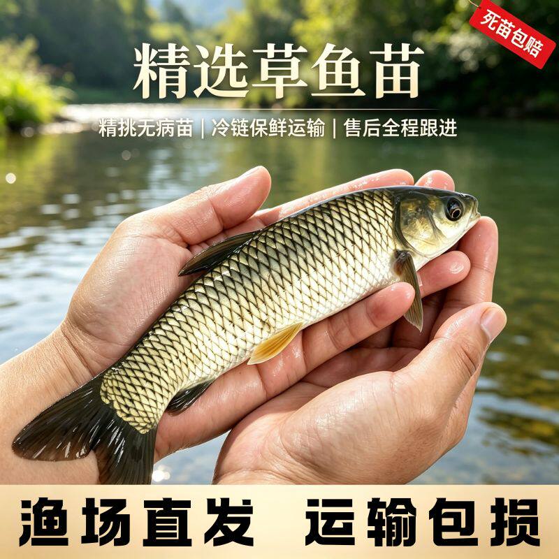 优质大草鱼苗冷水特大淡水养殖可食用半斤小草鱼皖鱼鲜活鱼苗批发
