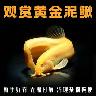 黄金泥鳅冷水观赏鱼黄金泥鳅鱼缸清洁工具鱼清道夫好养耐活鱼