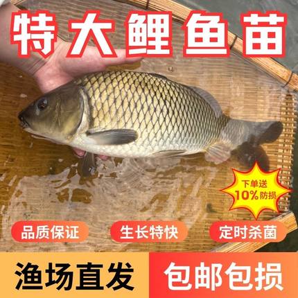 鲤鱼苗特大活鱼冷水淡水养殖可食用红尾稻田建鲤鱼鱼苗小批发本地