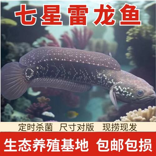 七星雷龙鱼凶猛淡水珍珠雷龙鱼