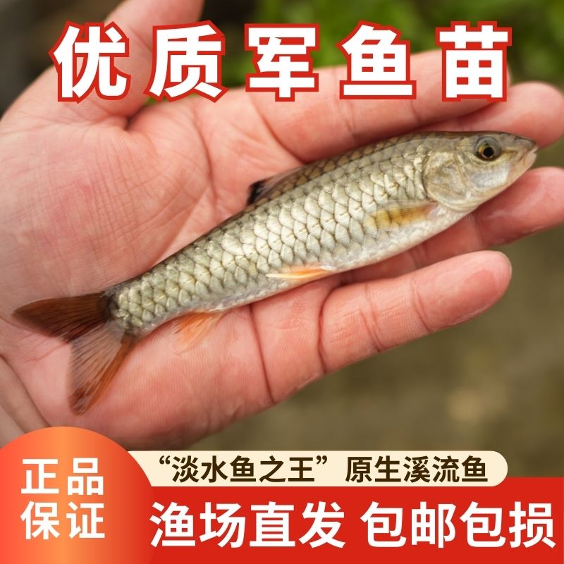 军鱼苗黄娟鱼苗青竹鲩鱼倒刺鲅鱼