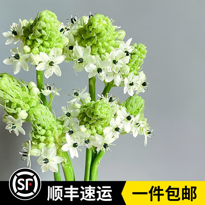 新鲜天鹅绒鲜花伯利恒之星端花材云南基地直发宴会搭配婚礼