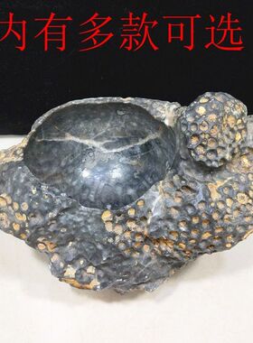 精品天然珊瑚虫化石小鱼缸 烟灰缸 小花盆 聚宝盆 奇石玉石