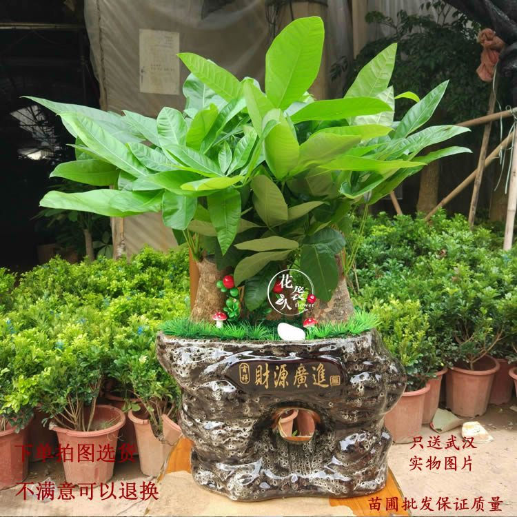 发财树武汉开业绿植盆栽小发财树室内室植物花卉