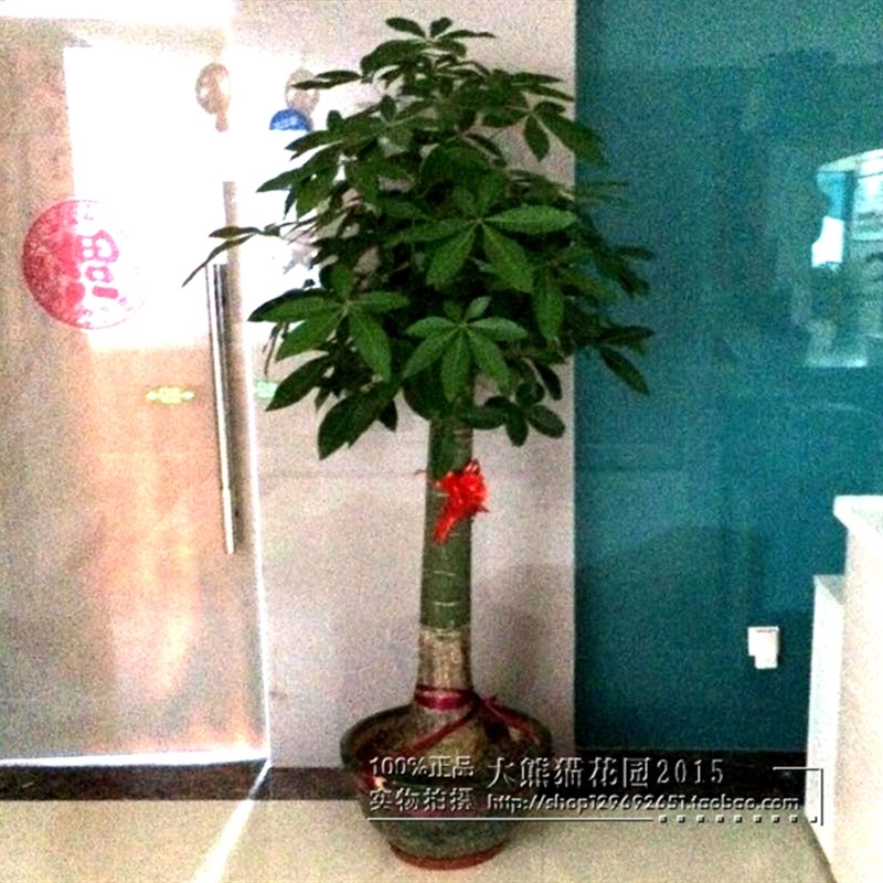 厦门花卉绿植盆栽 棵发财树 送公司开业新房乔迁 岛内