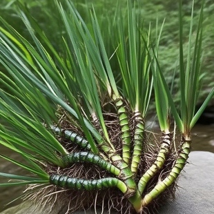 赣南深山天然石菖蒲根现挖河沟九节菖蒲中草材水昌蒲苗须龙根盆栽