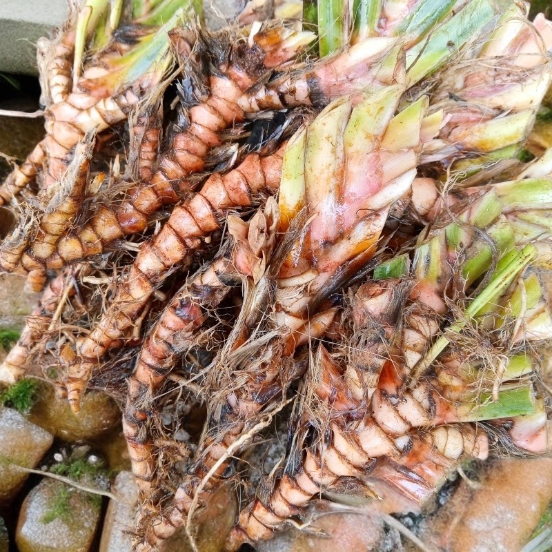 现挖新鲜石菖蒲根水菖蒲九节菖蒲