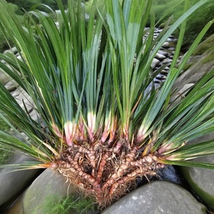 江西赣州深山新鲜石菖蒲现挖中草材菖蒲根水昌蒲苗根盆栽景观