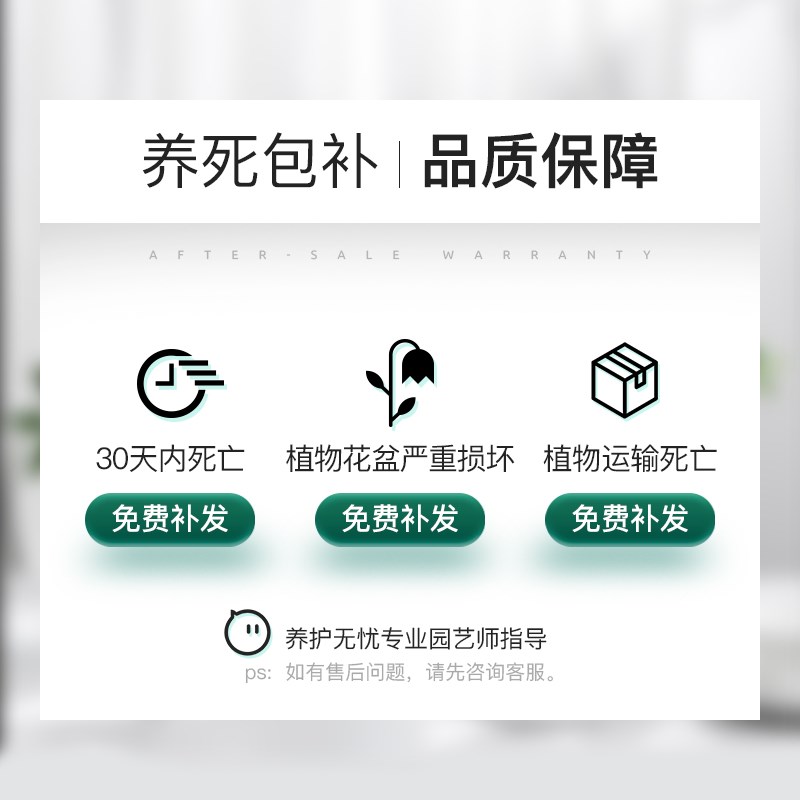 鸭脚木盆栽办公室内植物八方来招财绿植鹅掌柴客厅桌面盆景七叶莲