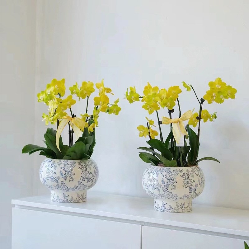 新中式青花瓷陶瓷花盆蝴蝶兰专用盆室内装饰瓷器绿植花卉高颜值盆