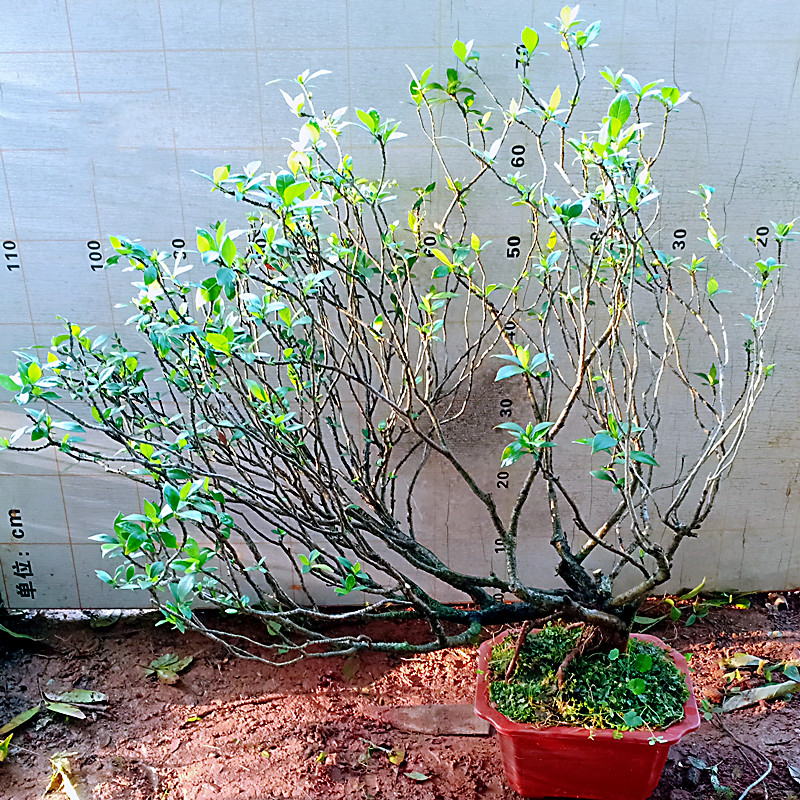海岛栀子花老桩盆景大棵树苗一物一拍下单瓣山春梅造型小叶水横枝