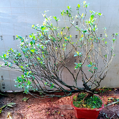 海岛栀子花老桩盆景大棵树苗一物一拍下单瓣山春梅造型小叶水横枝