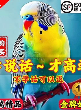 【官方推荐】纯种会说话的鹦鹉