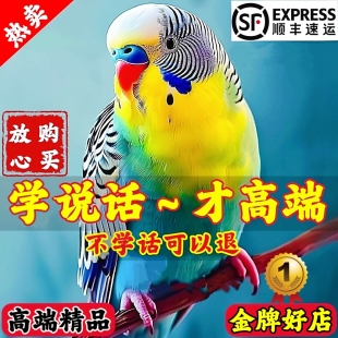 大头虎皮鹦鹉活鸟会说话的鹦鹉手养宠物互动小鸟活体幼鸟家养小宠