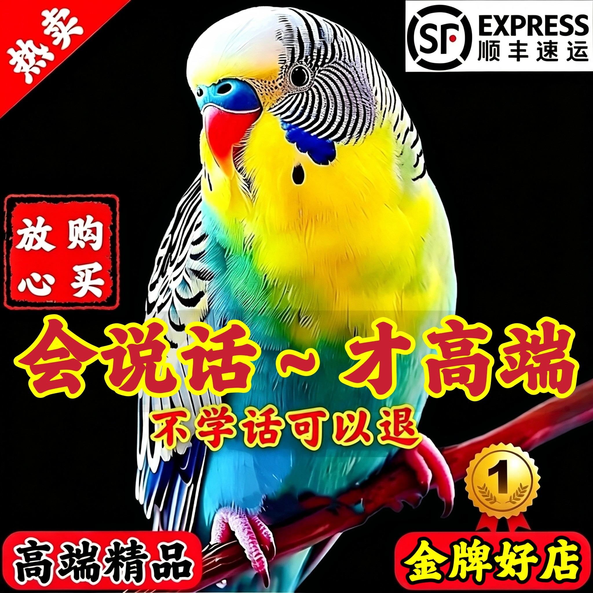 大头虎皮鹦鹉活鸟会说话的鹦鹉手养宠物互动小鸟活体幼鸟家养小宠