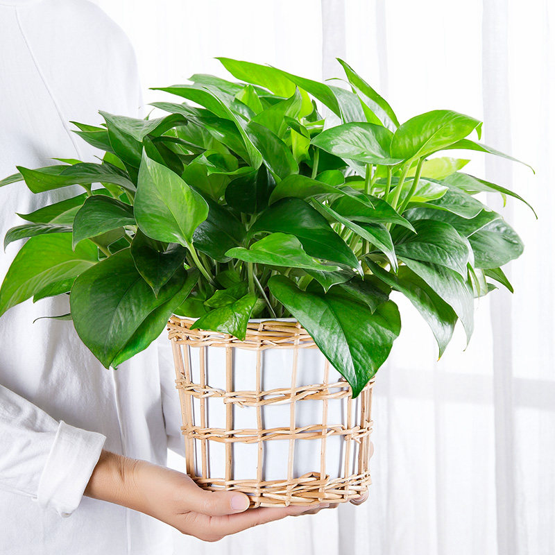 绿萝盆栽植物花卉室内净化空气水培花卉绿植办公室盆栽吊兰大绿萝