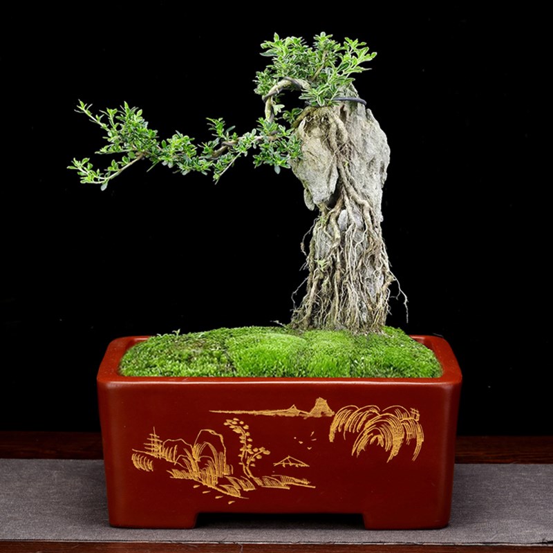 宜兴紫砂花盆精品刻绘长方形桌面盆景盆榕树老桩文竹室内假山包邮