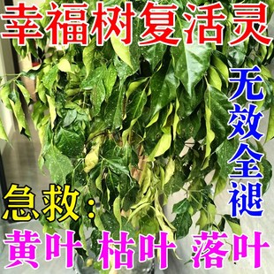 幸福树专用肥料营养液叶子干枯落叶发黄枯萎黑斑白粉病杀菌病害清