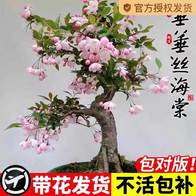 垂丝海棠花盆栽鲜花四季花卉树苗盆景老桩花卉植物室内花绿植真花