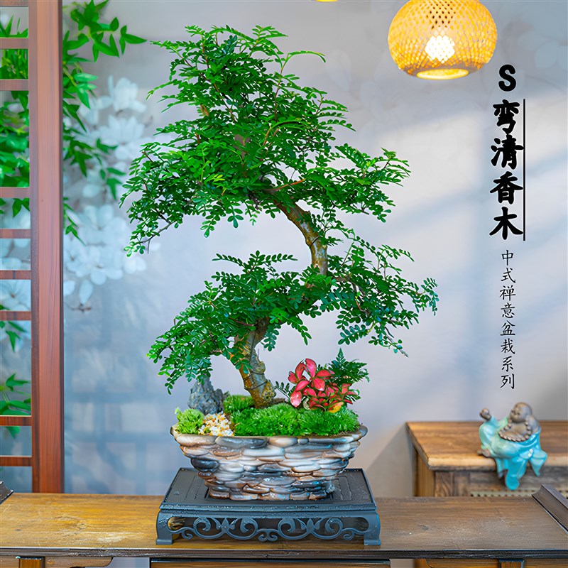 游龙S弯清香木盆景造型树老桩室内桌面装饰绿植盆栽观赏盆栽美观