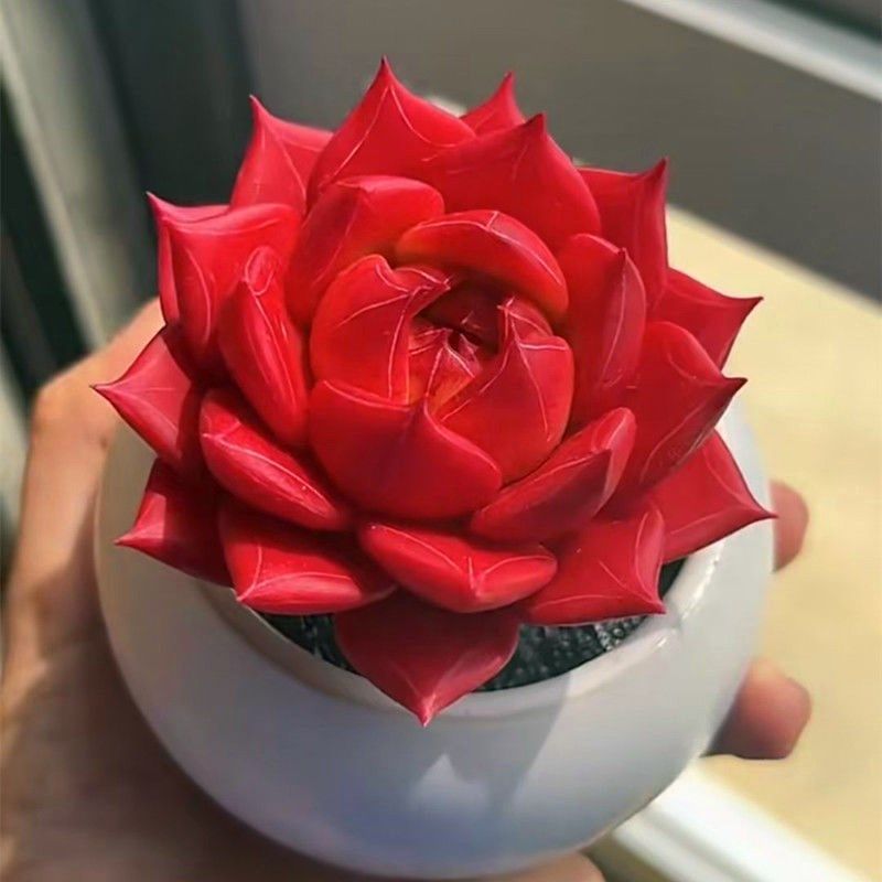 多肉植物 红轮盆栽花卉绿植花盆组合仙人球室外阳台植物防辐射,鲜花速递/花卉仿真/绿植园艺,多肉植物,淘宝优惠券,粉丝福利购,淘宝优惠卷