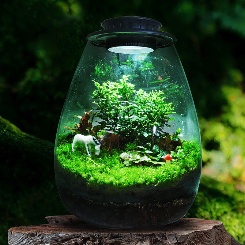 创意苔藓微景观生态瓶桌面玻璃缸绿植造景迷你植物小盆栽成品摆件