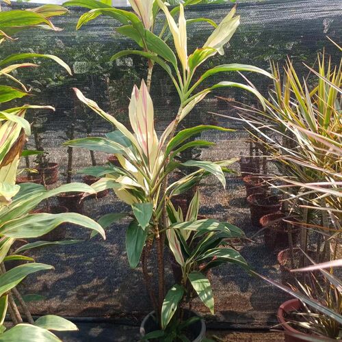 彩虹朱蕉老桩室内客厅绿植梦幻朱蕉盆栽好养七彩朱蕉大型落地绿植