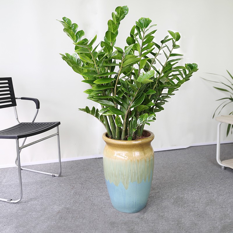芳心草金钱树盆栽植物室内家庭绿植花盆摇钱串室