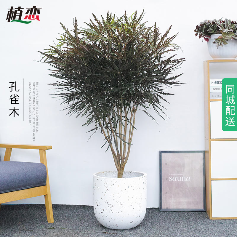 孔雀木 盆栽植物阳台绿植净化空气吸甲醛型植物室盆景