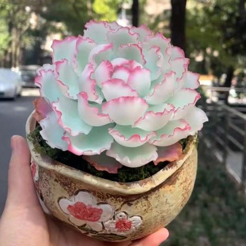 伯克利锦多肉植物肉肉花卉盆栽新手好养绿植阳台辐射