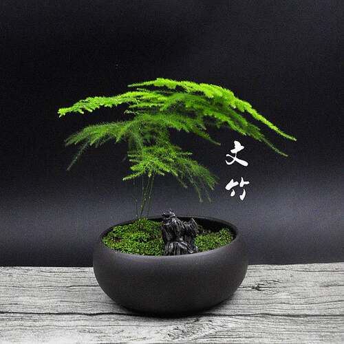 苔藓微景观盆景意境植物文竹盆栽家居植物茶桌风格