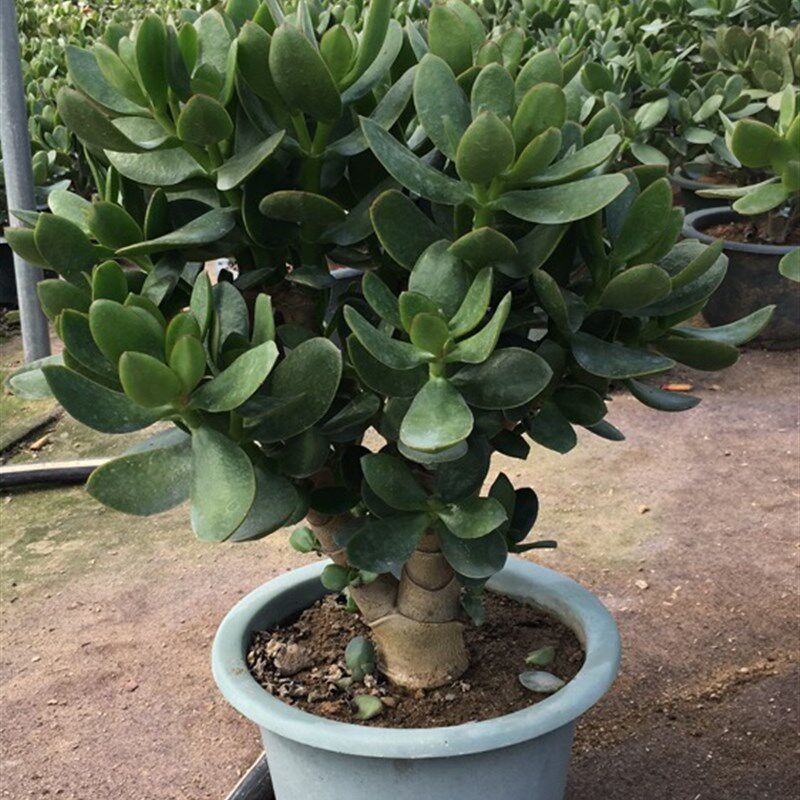 超玉树桩多肉植物室内室外美观含盆好养活
