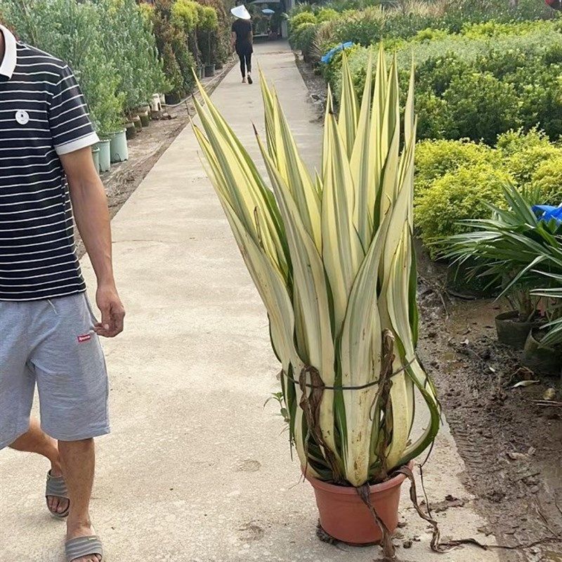 金边万年麻盆栽室外庭院暴晒耐旱绿植龙舌兰科花镜观叶阳台植物