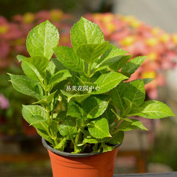 花绣球八仙花 盆栽地栽花苗花卉绿植 庭院阳台开花植物 尽夏