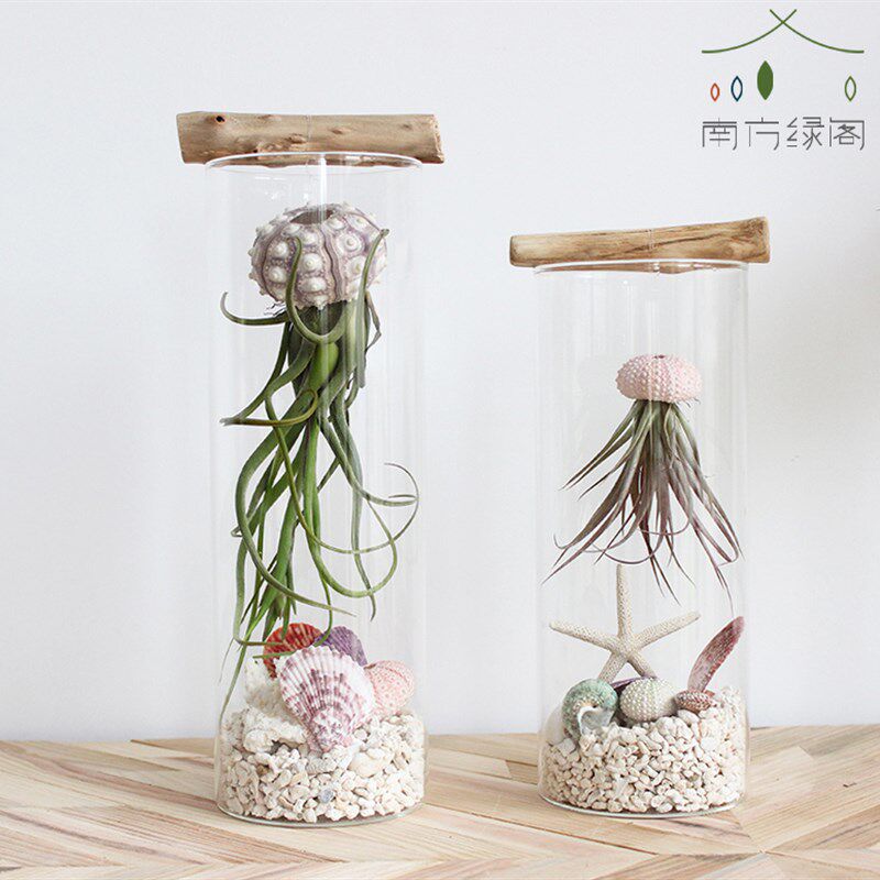 空气凤梨植物玻璃瓶微景观美杜莎海胆壳盆栽品