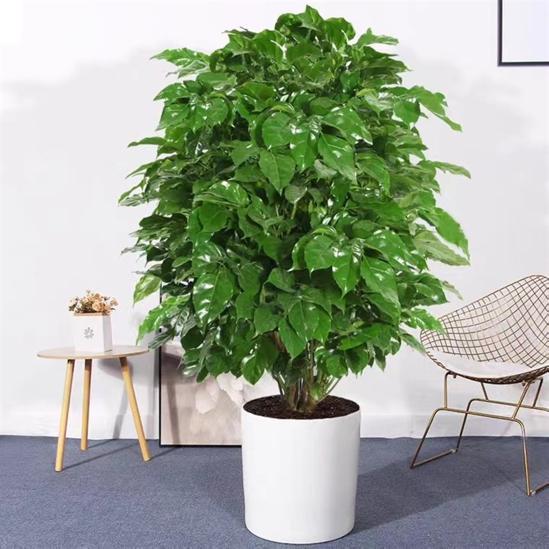 丛生幸福树绿宝开业送独杆盆栽植物净化空气吸甲醛室