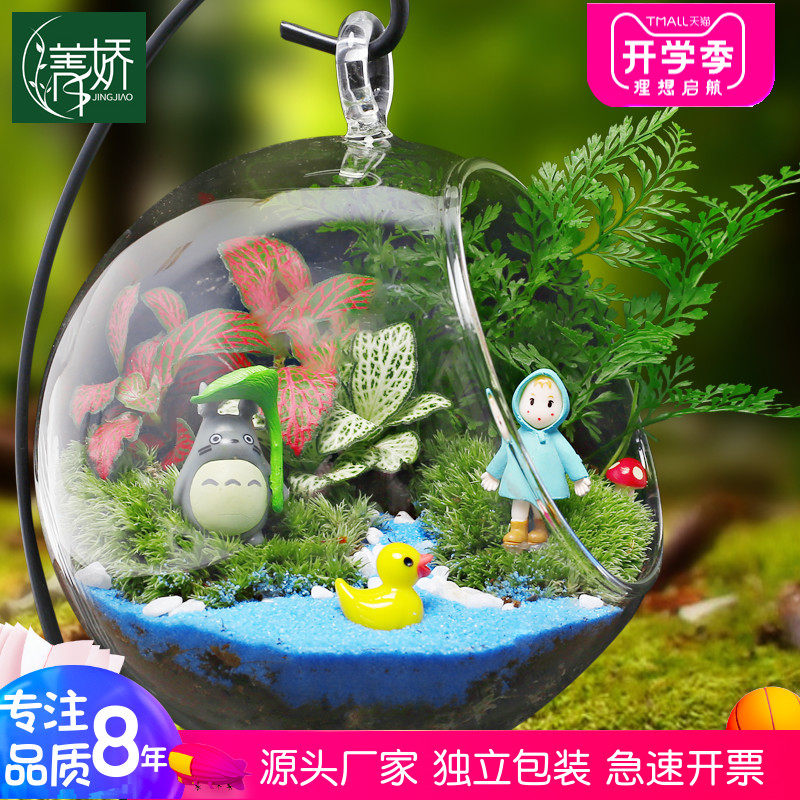 苔藓新鲜植物迷你盆栽 幼儿园微景观生态玻璃瓶材