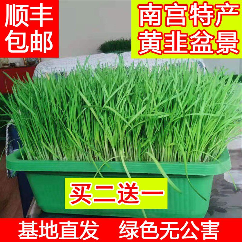 黄韭盆景有机蔬菜韭菜盆栽韭菜苗韭菜根南宫黄韭菜特产农产品