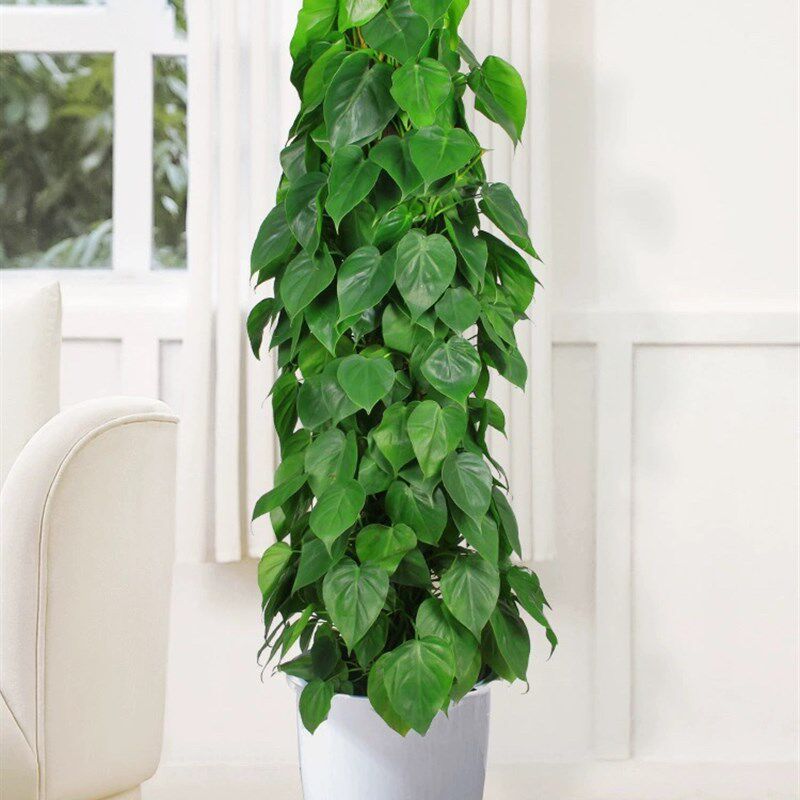 心叶藤盆栽型绿植室植物心叶藤绿萝吸甲醛喜阴花卉重庆