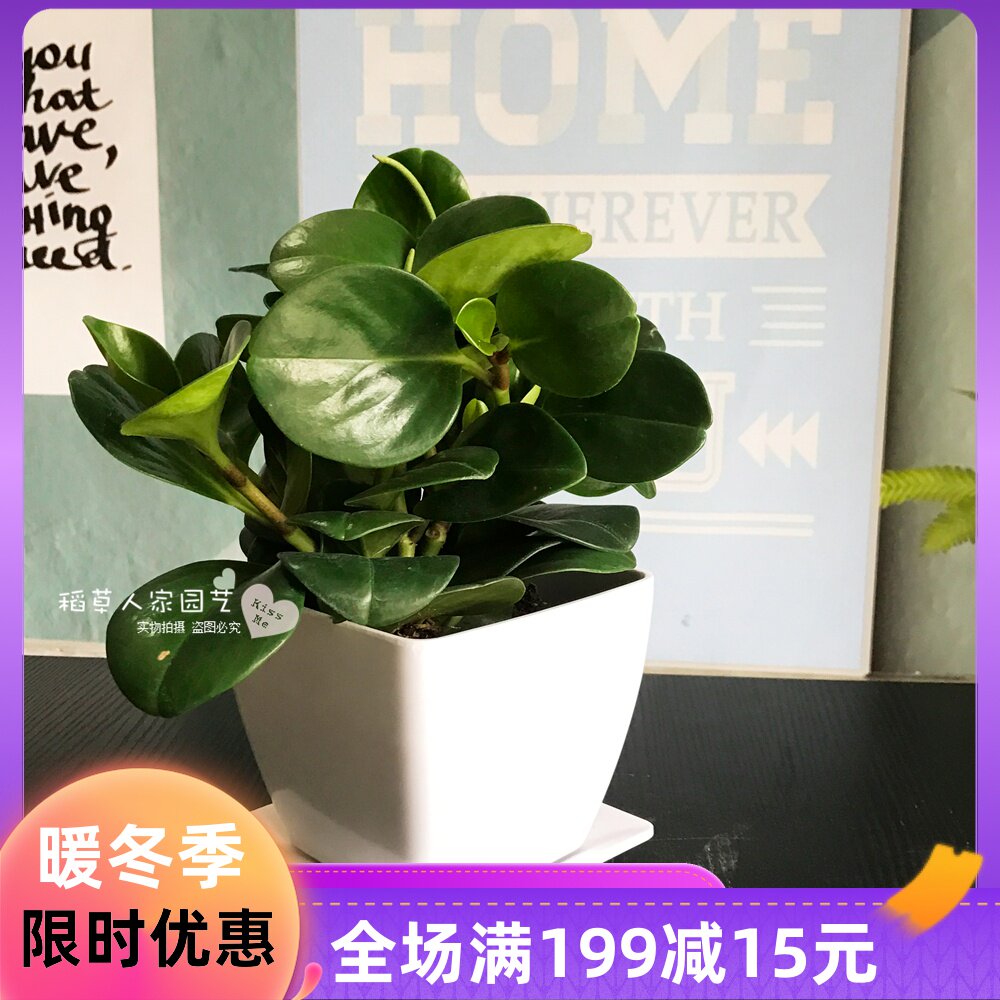 碧玉室内小盆栽豆瓣绿盆栽四季常青绿植含盆净化空气吸甲醛