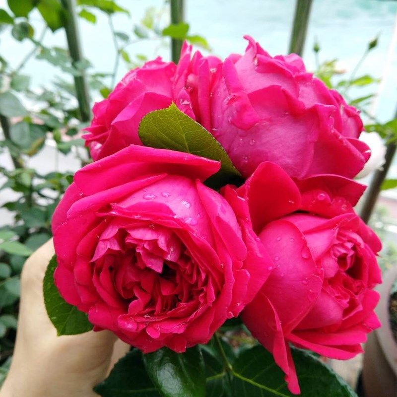 红色龙沙宝石藤本月季花苗特大花浓香四季开庭院蔷薇爬藤植物红龙