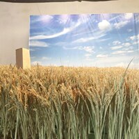 2020新款稻穗干花花束真水稻麦穗田园装饰五谷丰登拍摄道具稻谷花
