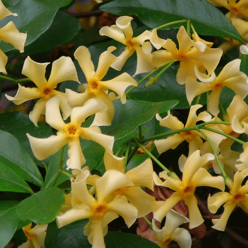 风车茉莉爬藤植物阳台庭院虹越懒人植物常绿浓香花卉粉色络石藤