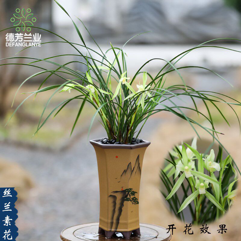 德芳兰园兰花苗春兰带花苞发货丝兰好养花卉绿植盆栽室内阳台客厅